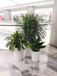 宁波慈溪盆景出租专业,给生活添一抹绿韵!><div class=